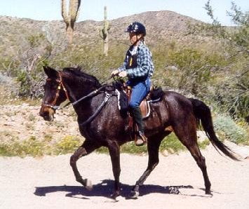 Gaited Morgan Horses | Gait Quiz