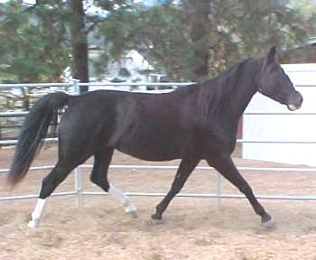 Gaited Morgan Horses | Gait Quiz